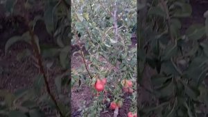 груша сорт Изольда