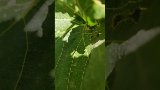 #ягодасолнца#кишмиш#виноград#кишмишвенгерский смотреть онлайн