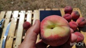 Персик Ред Робин/Peach Red Robin