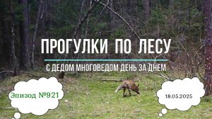 Прогулки по лесу. День за днем с дедом Многоведом. 18 мая 2025г Эпизод 921.