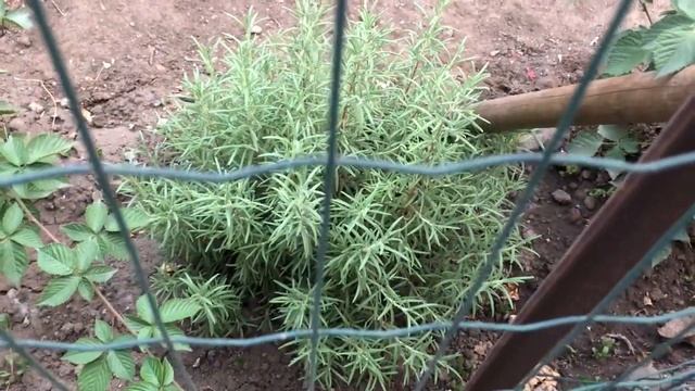 Засеваю свободные грядки. Пересадка и обрезка ежевики смотреть онлайн