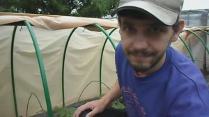 Что обязательно нужно знать при выращивание огурцов. Огурцы в открытом грунте
