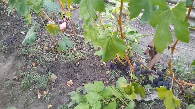 Виноград Подарок Несветая смотреть онлайн