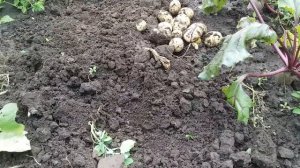 Ранний картофель Ривьера .Первый урожай.