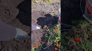 Урожайность картофеля Королева Анна.