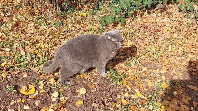 Кот Сильвер и осень  смешные животные  злой Британец