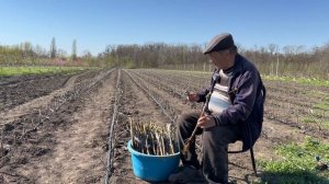 От зимней прививки , - до готового саженца .