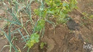 Виноград Аватар и Ламборджини, закладка соцветий на 3 ?