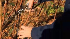 Осенняя обрезка укрывного винограда2(HD)