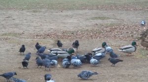 Ворона поймала голубя. Видео.