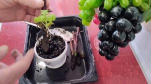 Размножение Малины Черенками .Прошло полтора месяца.