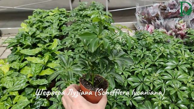 Шефлера Лузіана (Schefflera lucaniana)