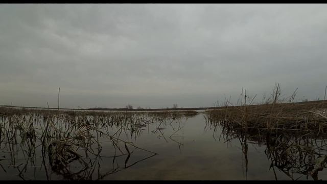 VlogКлип Лягушки смотреть онлайн