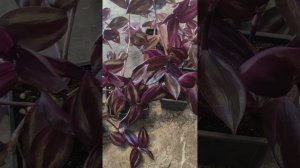 Чем отличается традесканция Перпл Джой от Зебрины