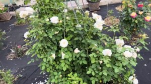 Винчестер Кафедрал/Winchester Cathedral Austin Великобритания, 1988?