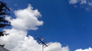 Николаевские голуби  пара молодых