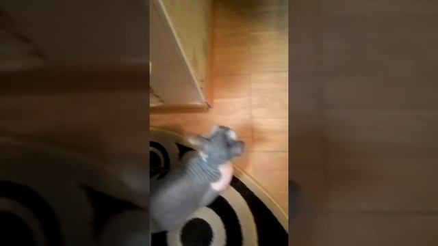 Дора помидора приколы с кошкой смотреть онлайн