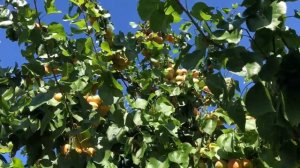 Абрикос Крымский Амур