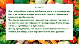 Огурец Артист F1 отзывы дачников