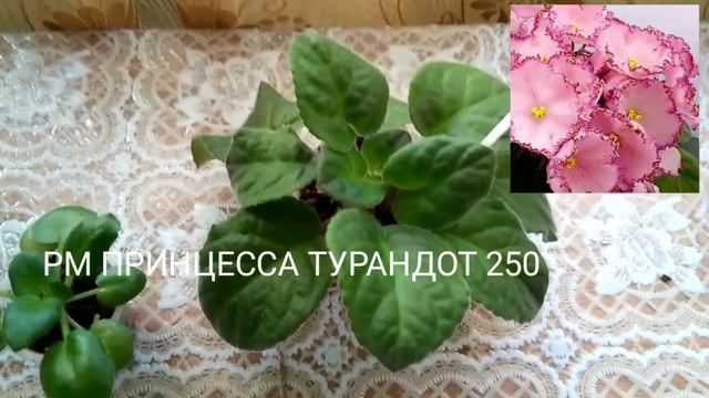 ПРОДАЖА ДЕТОК ФИАЛОК