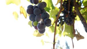 Чем Полезен Виноград для Организма Человека 🍇