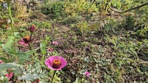 Очищаю огород. Подготавливаем  почву к посадке фацели?