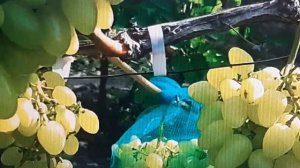 И эти сорта винограда , тоже на удаление