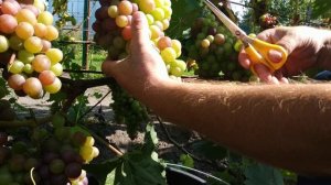 Виноград.Если грозди очень плотные , выстрегаем.