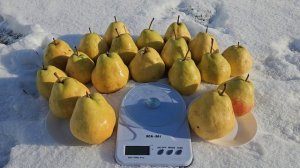 Груша Deveci.Груша Турка Зимова (умовна назва)