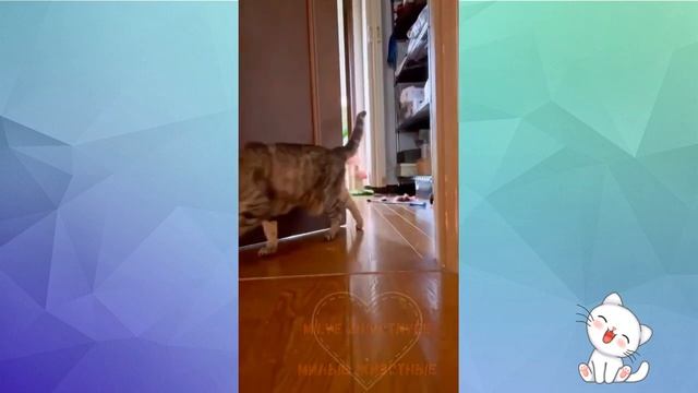 funny videos animals смешные Котики 😹 весёлые щенки 🐶 №19 смотреть онлайн