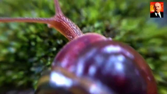 Червь-молот. Ужасный, ядовитый червь - пожиратель улиток смотреть онлайн