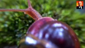 Червь-молот. Ужасный, ядовитый червь - пожиратель улиток