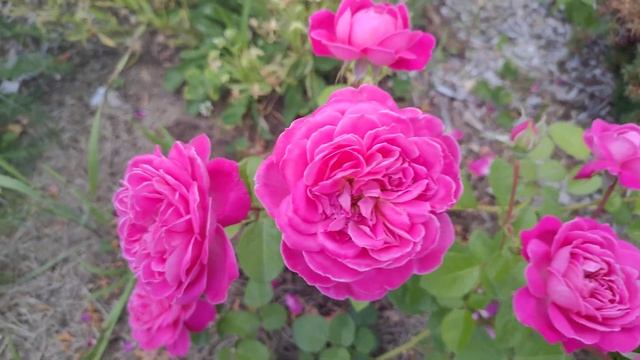 Великолепная роза Dan Poncet смотреть онлайн