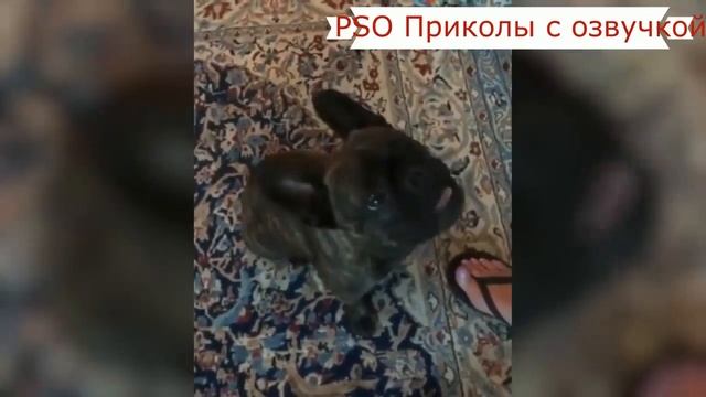 Приколы с котами с ОЗВУЧКОЙ – СМЕШНЫЕ КОТЫ и КОШКИ 2019 до СЛЁЗ   PSO смотреть онлайн
