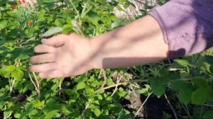 КАК ВЫРАСТИТЬ РЕМОНТАНТНУЮ МАЛИНУ