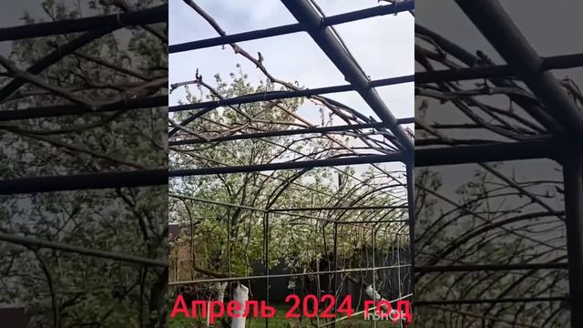 восстановленная виноградная арка. Мариуполь 2024г смотреть онлайн