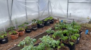 Томаты Микрогномы. Новое направление сортов в мире то?