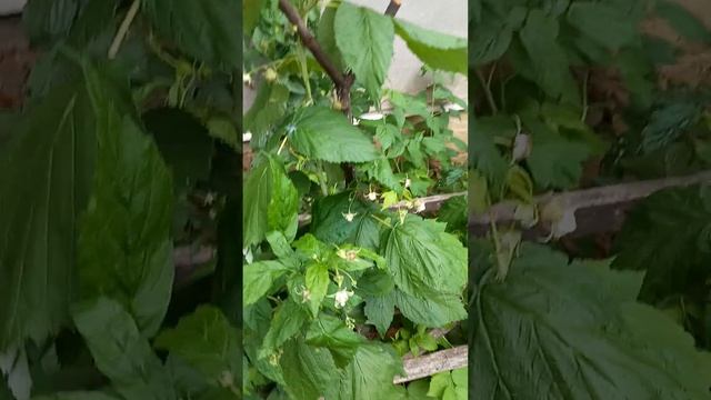 малина заклала другий врожай (5 августа 2024 г.) смотреть онлайн