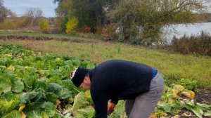 Уборка пекинской капусты.Бактериоз пекинской капусты