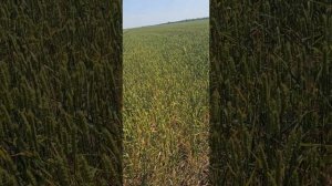 озимая пшеница сорт Стиль 18 Республика Калмыкия