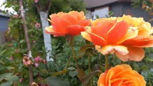 Троянда "Прайд оф Чешир", "Pride of Cheshire"