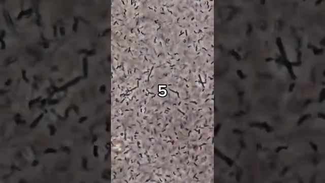 Что пару капель крепкого напитка сделают с миллионами бактерий? #shorts
