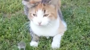 ТЫ ТОЧНО ЭТОГО НЕ ВИДЕЛ! | ПОПРОБУЙ НЕ ЗАСМЕЯТЬСЯ ЧЕЛЛЕНДЖ | ЛУЧШИЕ МЕМЫ ЧАСТЬ 247