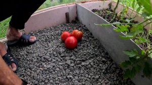 Обзор томатов сорт Сара