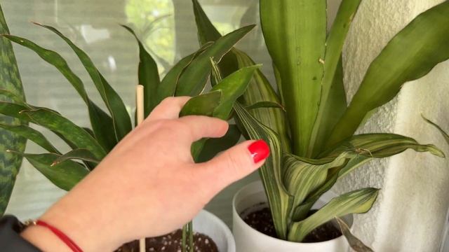 Полный обзор моей коллекции санс 💚 1.часть #сансевиер? смотреть онлайн