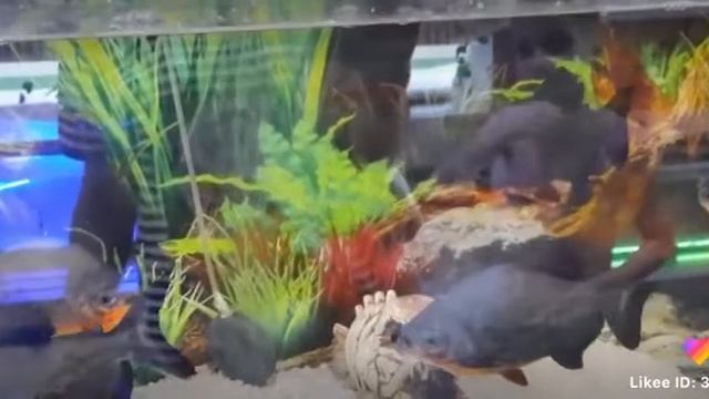 Аквариум.#Shorts. смотреть онлайн