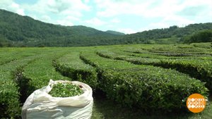 Невероятные приключения чая в России. Доброе утро. Фрагмент выпуска от 21.05.2025