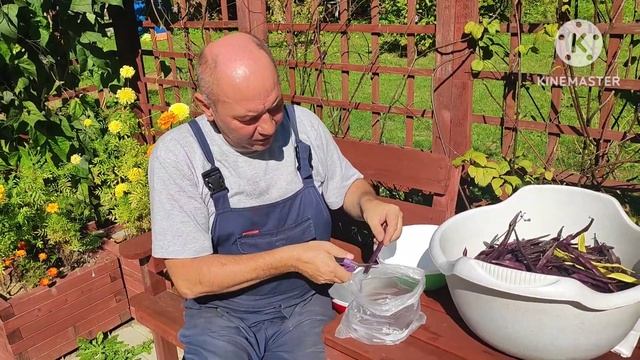 Фасоль спаржевая. Сбор и заготовка. смотреть онлайн