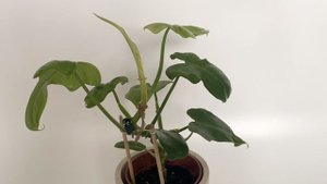 Филодендрон Голден Вайолин