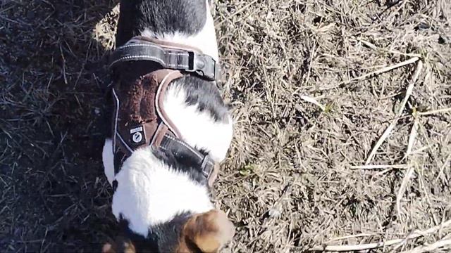 Выходные на даче. Взошел редис и руккола. смотреть онлайн